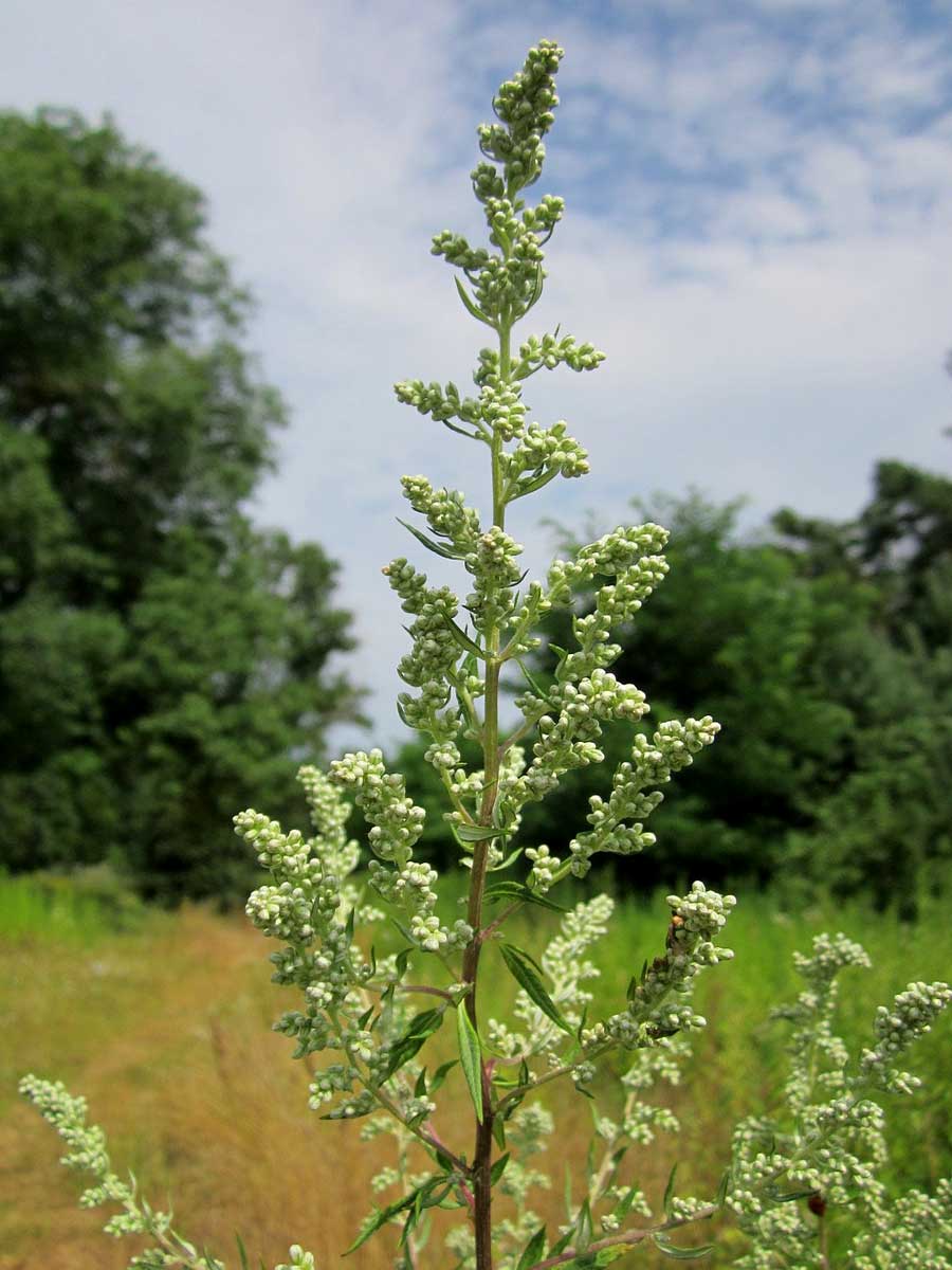 « L'armoise » (Artemisia vulgaris)